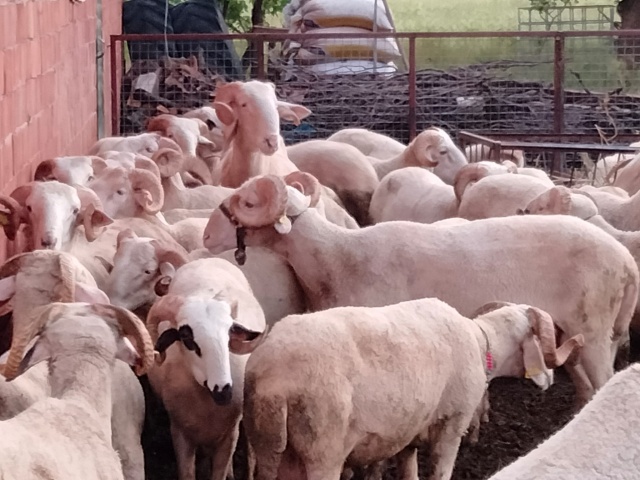 Kurbanlık fiyatları bu sene bir başka el yakıyor peki neden?