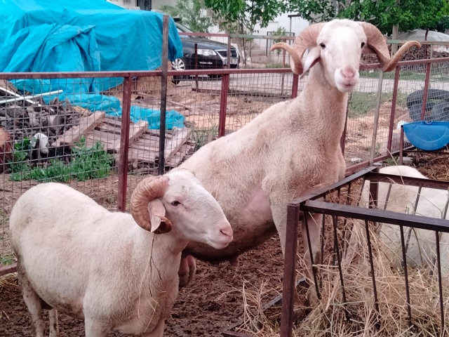 Kurbanlık fiyatları bu sene bir başka el yakıyor peki neden?