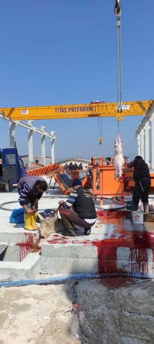 Kurbanlık fiyatları bu sene bir başka el yakıyor peki neden?