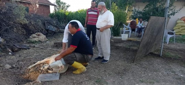 Kurbanlık fiyatları bu sene bir başka el yakıyor peki neden?