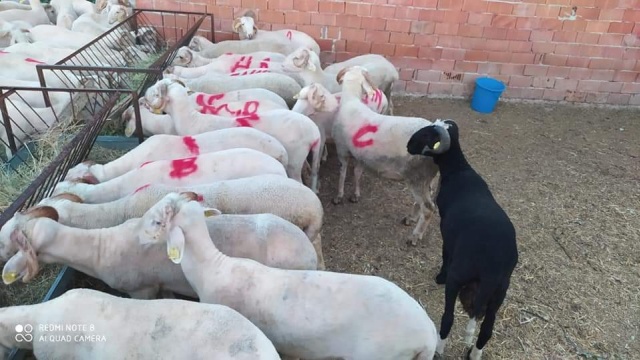 Kurbanlık fiyatları bu sene bir başka el yakıyor peki neden?