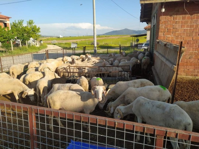 Kurbanlık fiyatları bu sene bir başka el yakıyor peki neden?