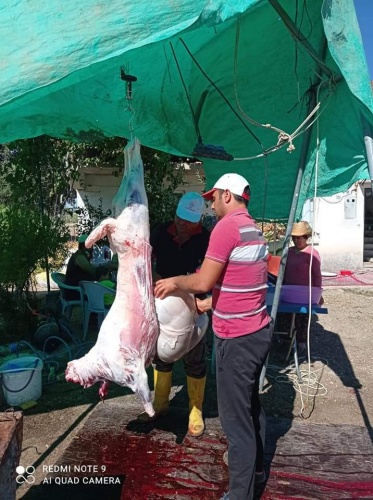 Kurbanlık fiyatları bu sene bir başka el yakıyor peki neden?