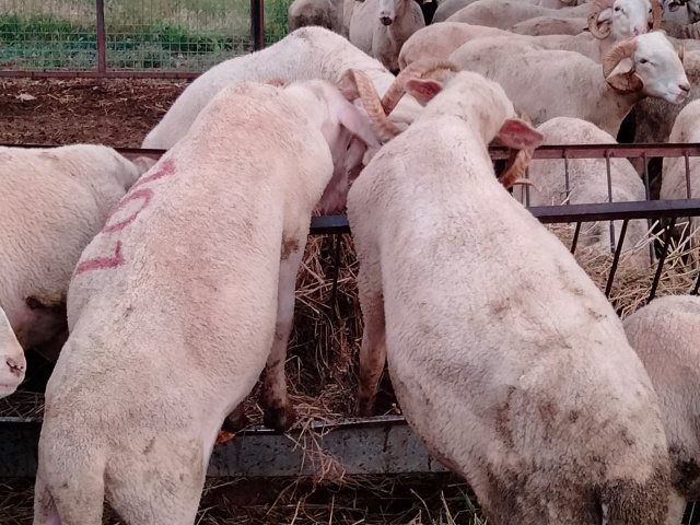 Kurbanlık fiyatları bu sene bir başka el yakıyor peki neden?