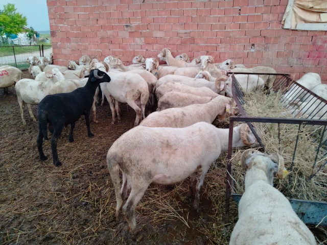 Kurbanlık fiyatları bu sene bir başka el yakıyor peki neden?