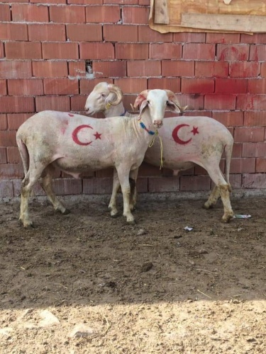 Kurbanlık fiyatları bu sene bir başka el yakıyor peki neden?