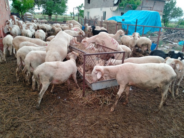 Kurbanlık fiyatları bu sene bir başka el yakıyor peki neden?