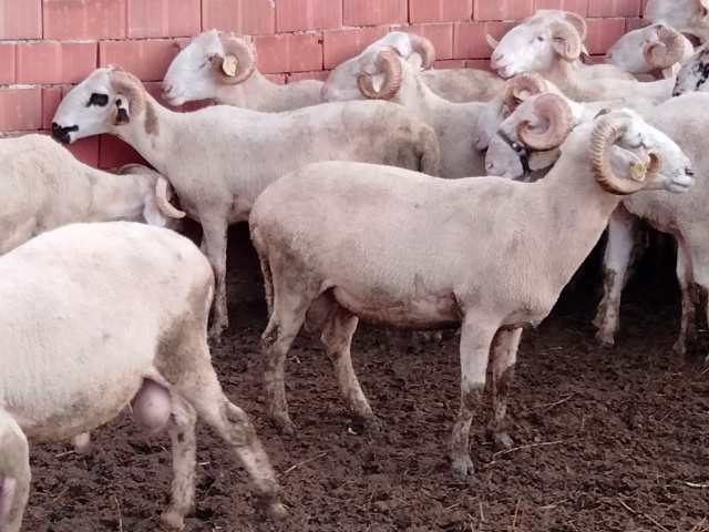 Kurbanlık fiyatları bu sene bir başka el yakıyor peki neden?