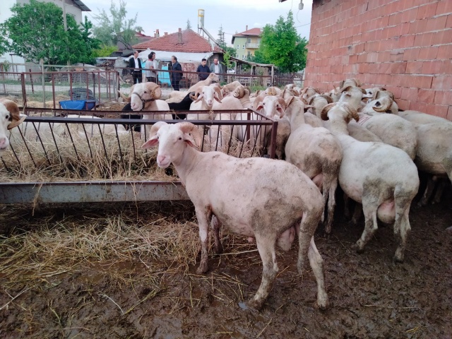 Kurbanlık fiyatları bu sene bir başka el yakıyor peki neden?