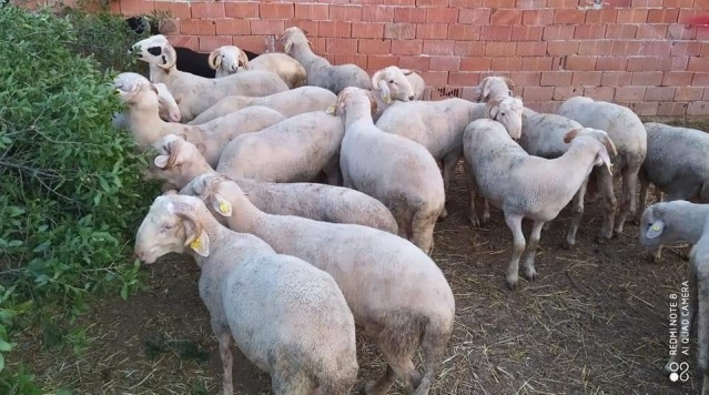 Kurbanlık fiyatları bu sene bir başka el yakıyor peki neden?