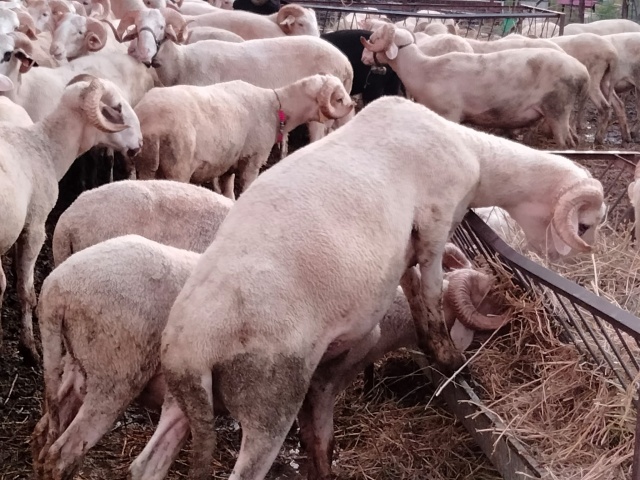 Kurbanlık fiyatları bu sene bir başka el yakıyor peki neden?