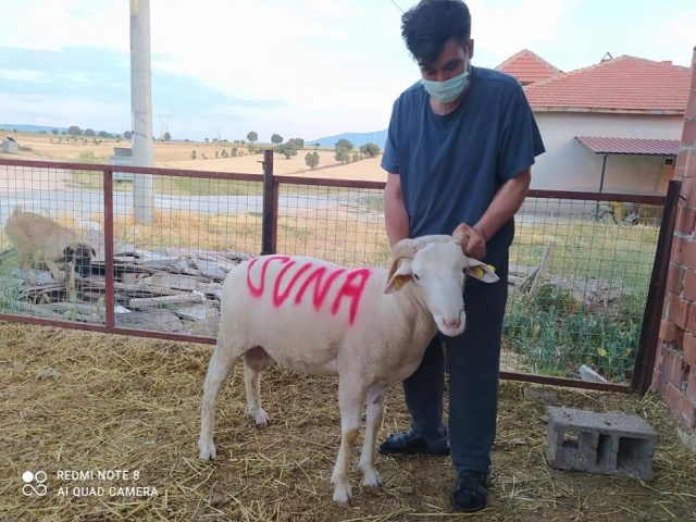 Kurbanlık fiyatları bu sene bir başka el yakıyor peki neden?