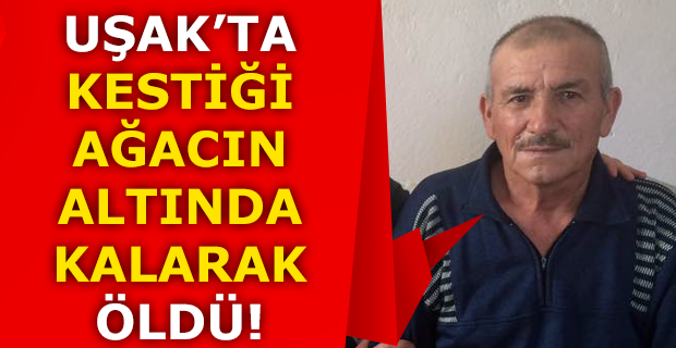 Uşak'ta kestiği ağacın altında kalan adam öldü!